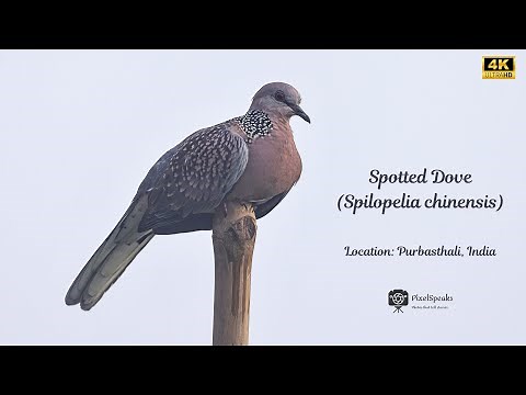 Spotted Dove's Natural Behavior | 4K Wildlife Footage | Birdwatching in Purbasthali