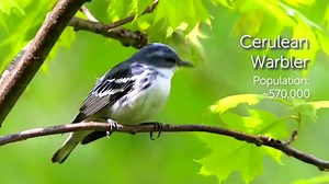 395 reactions · 92 shares | The Cerulean Warbler’s song, voiced only by the male, is a series of buzzy notes on the same pitch, followed by a higher, drawn-out buzz. Learn more about our Bird of the Week: https://abcbirds.org/bird/cerulean-warbler | American Bird Conservancy | Facebook