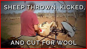 Sheep Thrown, Kicked, Cut for Wool
