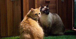 1K reactions · 317 shares | Would you like to give your cats more time to play in the fresh air & sunshine, but worry about their safety? Click to view our range of enclosures today! :) | Backyard Cat Enclosures | Facebook