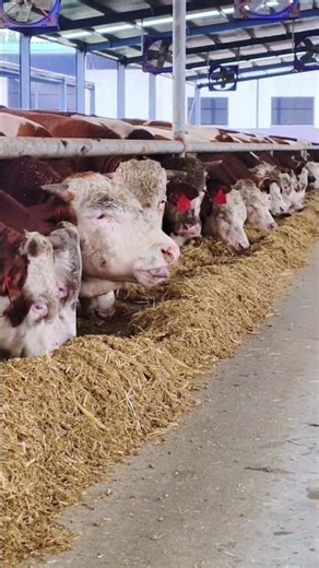 How A Modern Cattle Farm Is Built | Complete Construction Journey