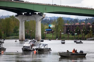 Spring chinook salmon in Willamette River lure anglers