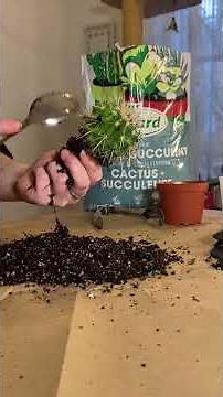 Comment rempoter un cactus? / How to repot a cacti?