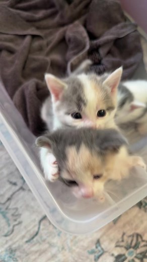 Adorable Grey Kittens Playing on TikTok
