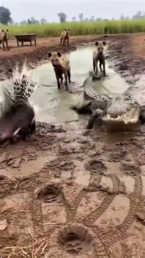 Crocodile vs Porcupine 🐊 Worst Bite Ever 🐊
