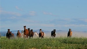 Beliebteste Pferderassen: Das sind die Top 5