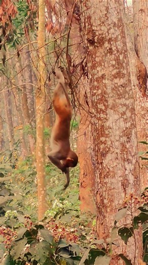 The Baby Monkey Fell While Hanging From a Tree Branch! 🐒🍂 | The Wonder Monkeys