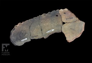 Collections Go Digital!