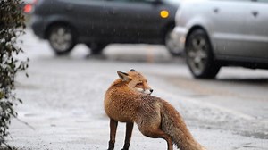 Füchse im Garten sind grundsätzlich keine Gefahr