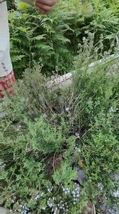 Comment faire du thym à l'infini ? #thym #permaculture | Permavenir