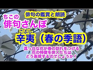 【俳句さんぽ・第113回】辛夷（春）真っ白な花が春の訪れを告げる。花の特徴を俳人たちはどう表現するのでしょうか🤓