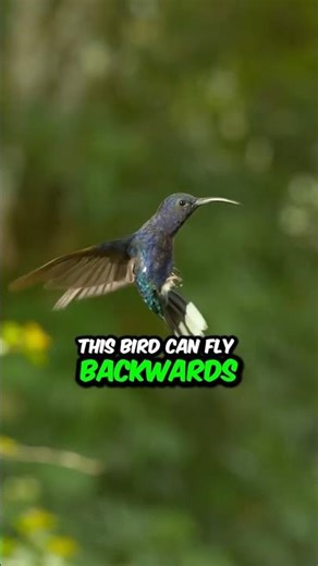 The AMAZING Bird That Defies Gravity