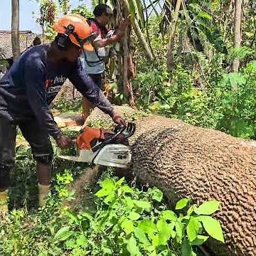 Leaning Tree Vs Stihl Ms881.