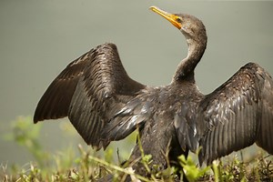 ‘Nature: American Spring LIVE’ tracks the change of seasons