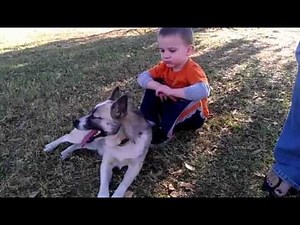 Full grown pomskies https://www.facebook.com/ApexPomskies