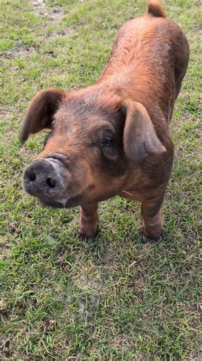 Meet Nolan, our newest resident at Rooterville Animal Sanctuary! 🐷💛 He’s been wandering around the field, meeting the other pigs, and slowly finding his place in the crew. JR’s starting to warm up to him, and we think a beautiful friendship is just beginning! ✨ #RootervilleRescue #SanctuaryLife #PigFriends #AnimalMagic #FarmSanctuary #RescueAnimals #AnimalLovers #PigsofInstagram #CuteAnimals #AnimalStories #SanctuaryStories #HappyAnimals #AnimalEncounters #AdorablePigs #AnimalAdventures