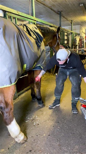 Horse hoof trim | Nordic Farrier