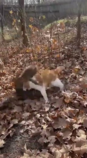😼🔥 Furious Cat Fight Goes Wild #CatFight #Cats
