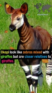 5.8K views · 292 reactions | #knowledge #science #DidYouKnow | Amazing World | Facebook