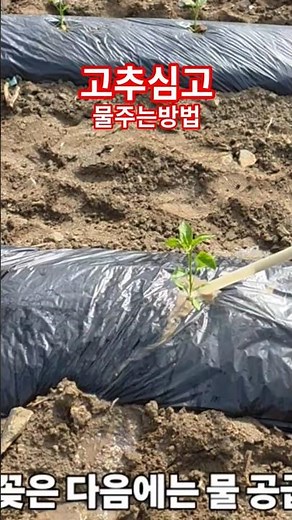 고추심고 물주는방법 괴산청결고추 고추심는시기 고추심는방법 청정괴산 [고추재배방법] #shorts