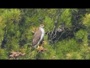 Goshawk on exposed perch | Accipiter gentilis | Διπλοσάινο