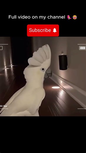 Full parrot compilation out now 🦜