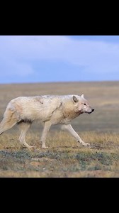 2.2K views · 1.3K reactions | Ellesmere Wolf family hunt on Musk ox #wildlife #animals #naturelovers #nature #hunting | Wondersofjungle | Facebook
