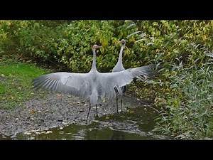 Brolgakranich Balztanz