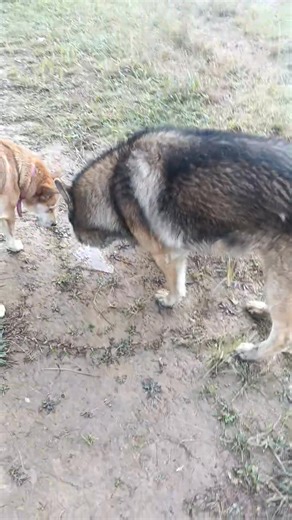 Good morning everyone | Passang Sherpa