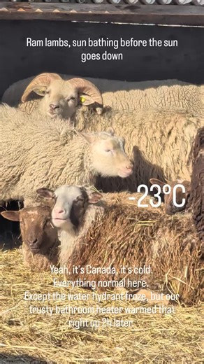 Sleepy Shepherd Farm on Instagram: "Trying to warm up my car I noticed the ram lambs sun bathing. Yeah it's cold out. But the ruminants produce a lot of heat ruminating. So as long as everyone has food in front of them they will keep producing body heat. The ewes better keep their legs crossed and zero lambs. The pigs were all rebedded yesterday, knowing the deep freeze was happening. They're all snuggled under their straw and won't come out until they hear the Dash powered feed sled. Birds- yea
