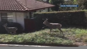 85K views · 2K reactions | A stag was spotted and captured on video...