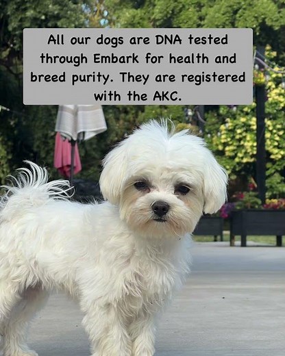 PrissyPawz: AKC Maltese, Maltipoo, Morkie, and Toy Poodle puppies. Northern California