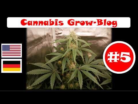 Grow Blog 5 – 3x Teams + 3x Tents / 3x Teams + 3x Zelte - Indoor Grow