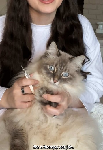 Siberian Cat Care Tips and Fun Facts