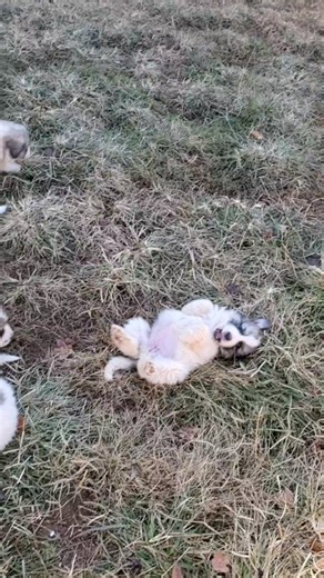 15K views · 1.3K reactions | Pyr Joy!! . . . . ....