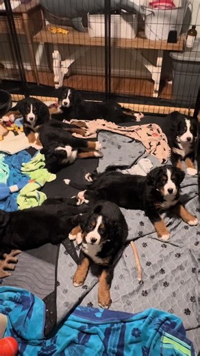 Night puppies!!!! Four more sleeps til pickup day!!!! #bernese #bernesemountaindog #bernesemountaindogpuppy
