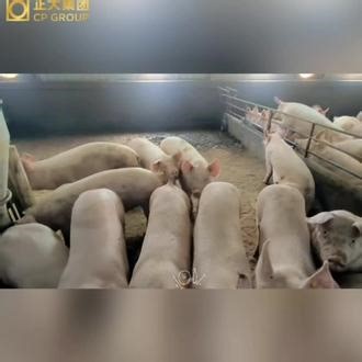 正大种猪，黑山基地，持续出货中，不发情，免费换
