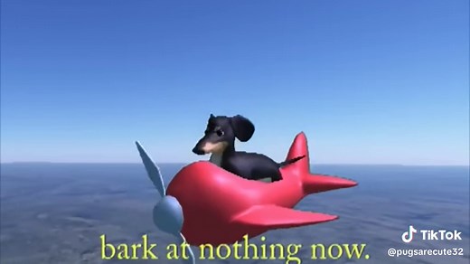 #dogofwisdom #funny #bark #plane #flying #funny | dog of wisdom