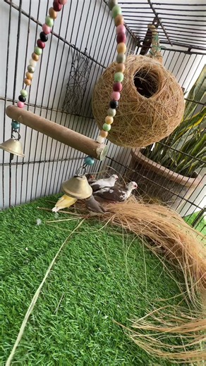 Beautiful Bird Cage Setup: A Home for My Pet Birds 🐦🏡