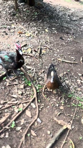 3 patos me empezaron a seguir y no sé por qué 😂