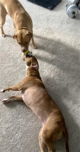 Pitbull Fight For Tennis Ball #Shorts #Dogs