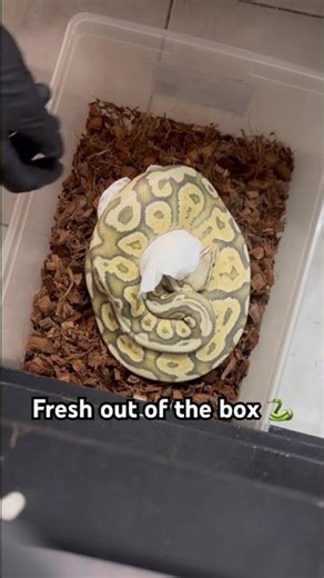 Fresh Out of the Box 🐍 | Firefly Yellowbelly Hypo Ball Python
