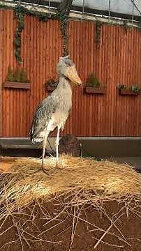 今日のおやすみふたば【掛川花鳥園公式】