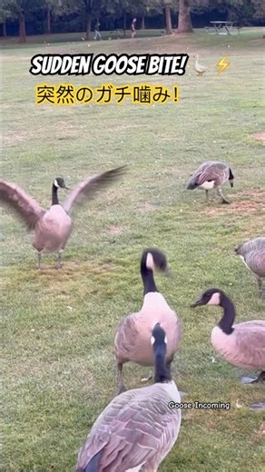 SUDDEN GOOSE BITE! 🪿⚡突然のガチ噛み！