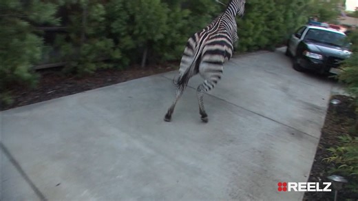 🚨 Real officers. Real action. Real stories. #COPS puts you in the passenger seat for every heart-pounding moment as the calls come in and the streets heat up. Watch TONIGHT on #REELZ! 👮‍♂️🔥 | REELZ