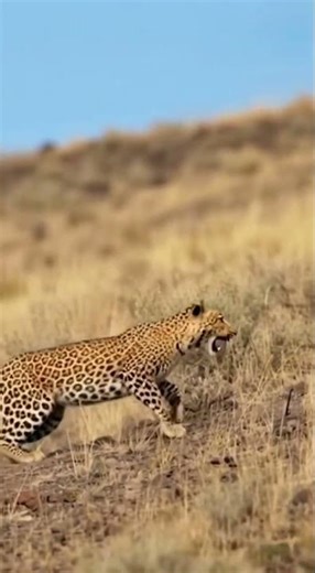 🐐🐆LEOPARD FAIL! Giant Horned Sheep Turns Tables on Predator in Epic Escape!🤯#Wildlife#animals#sheep