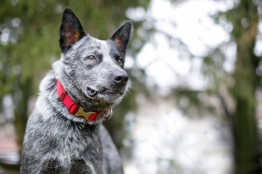 200 Australian Dog Names Perfect for Your Best Mate