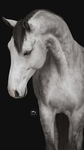 // The beauty of your horse is already there, you just have to be fast enough to see the moment before it happens, in order to capture it as it unfolds. These poses are more of the “Classic” poses I offer, in order of appearance: 🔹Face Details 🔹Booty Pop 🔹45 Right Head Turn 🔹Over the Shoulder 🔹45 Left Head Turn 🔹Slight Bend These simple poses are a wonderful way to capture the beauty of your horse, for both fine art in client homes, and making your social media content stand out from other