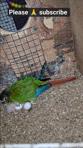Cute Conure with Just Born Chicks 😍🐣💚 | Heartwarming Bird Moment