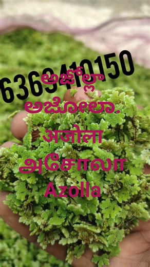 #azolla అజోల్లా ಅಜೋಲಾ. अजोला அசோலா Azolla Delivered to vijayawada Azolla seeds